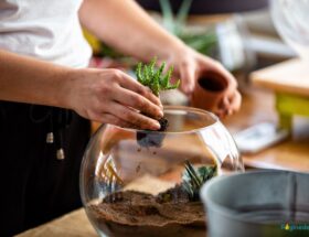 idées plantes terrarium maison