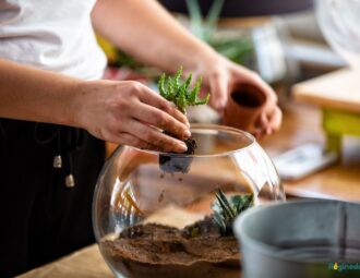idées plantes terrarium maison