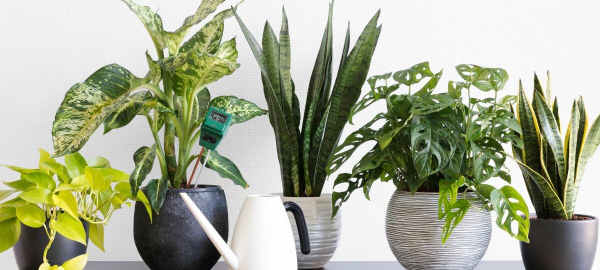 plantes intérieur faciles entretien
